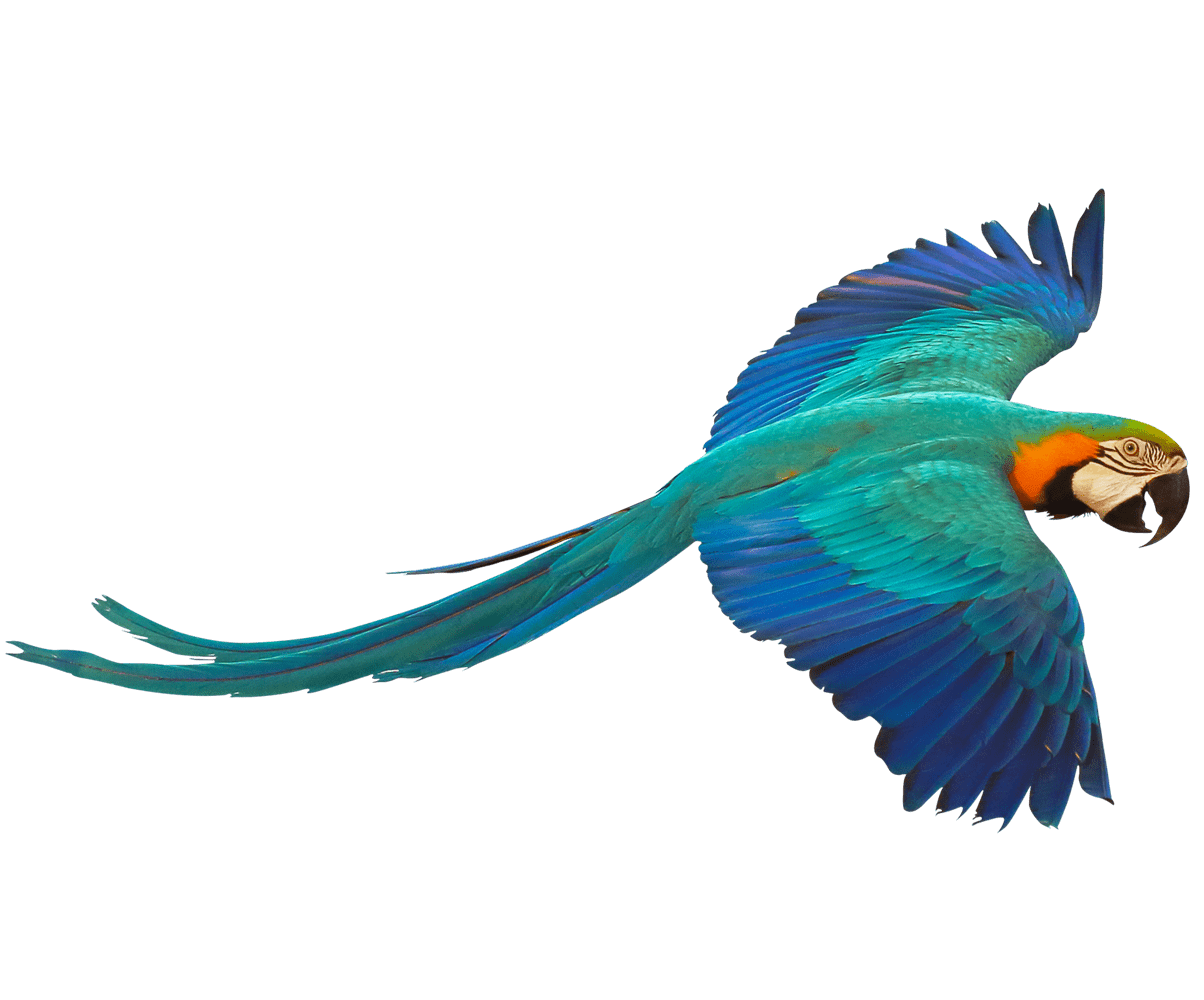 bird1_trans_bg Tropical bird flying with a transparent background
